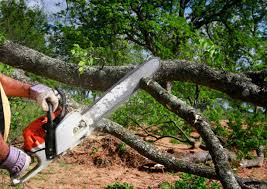 Why Choose Our Tree Removal Services in Pierre, SD?